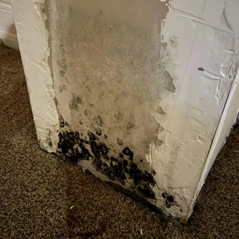 Professional Mold Removal in Henry County, GA